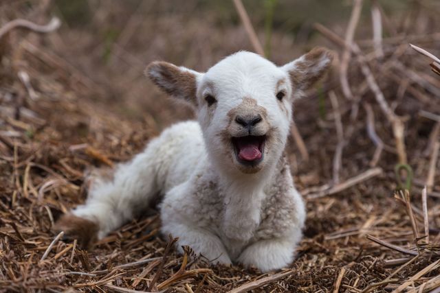 Happy lamb in spring sitting on brown hay