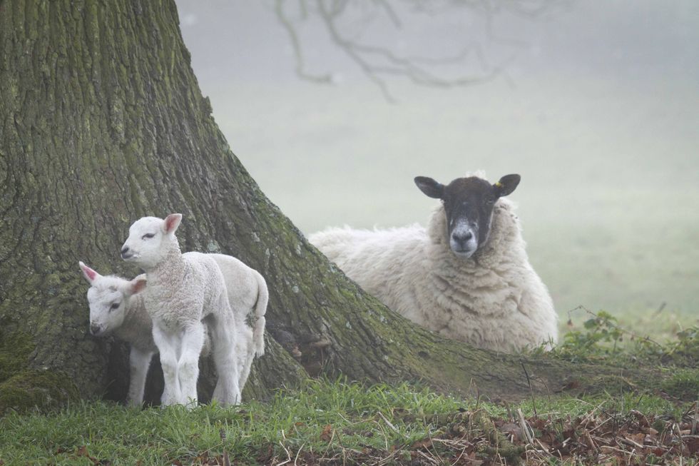 Sheep and lambs at Ickworth - National Trust Justin Morris