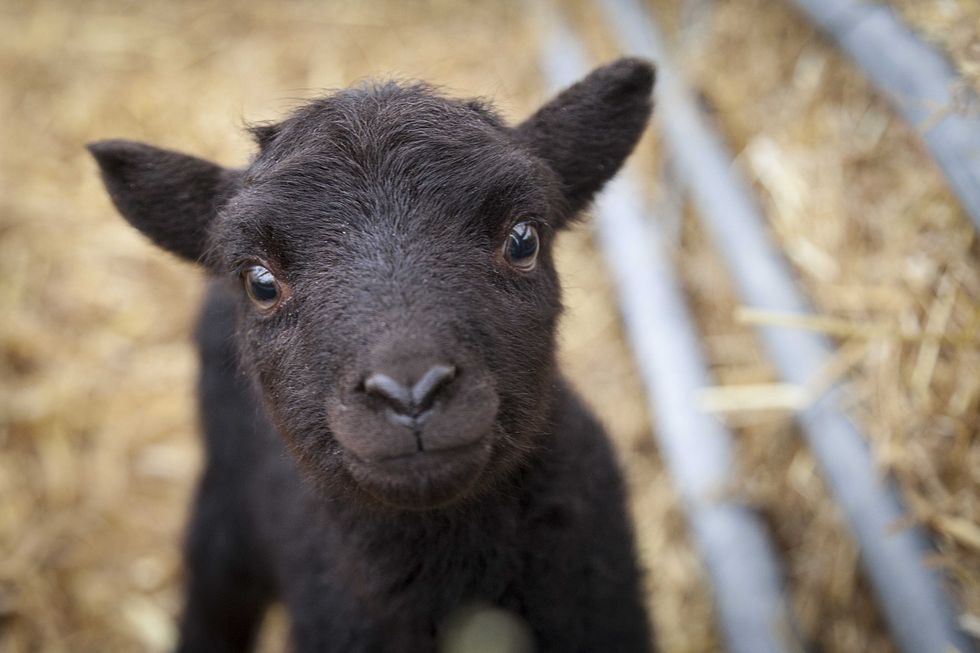 Where to see lambs this spring