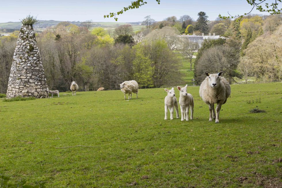 sheep and lambs at Arlington Court Devon - National Trust Chris Lacey