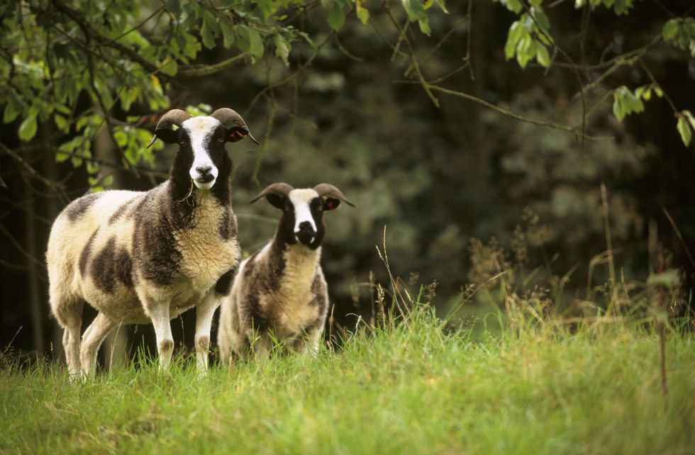 Jacob sheep on Brockhampton Estate - National Trust Paul Harris