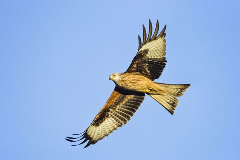 Red kite