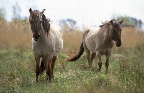 Wicken Fen Konik ponies ©National Trust Images Paul Harris