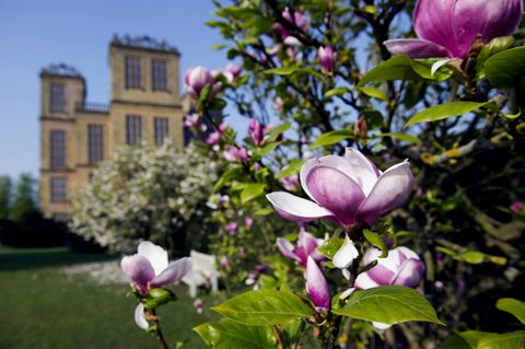 Hardwick Hall Magnolias ©National Trust Images John Millar