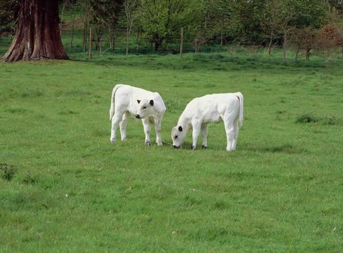 Dinefwr White Park calves ©National Trust Images Andrew Butler