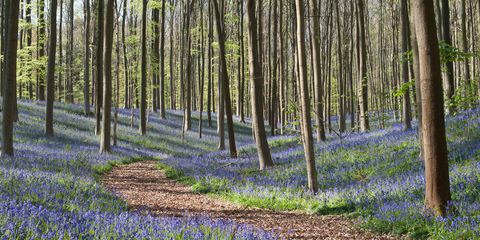 woodland walk bluebells