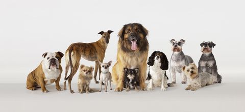 Different breeds of dog in group