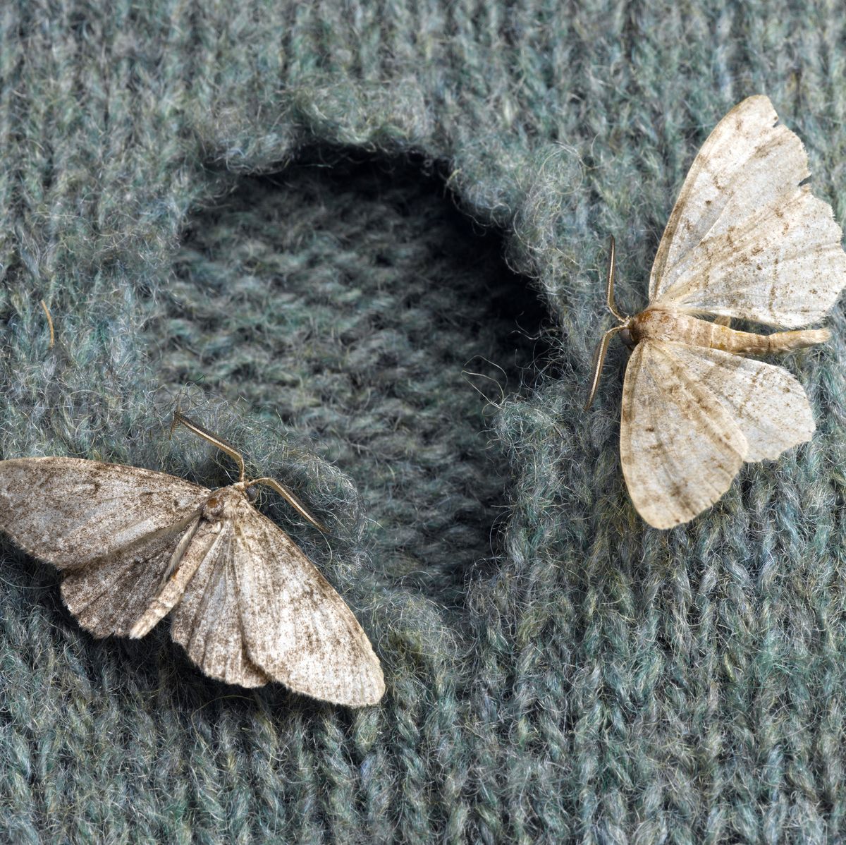 The Best Treatment for Carpet Moth Removal