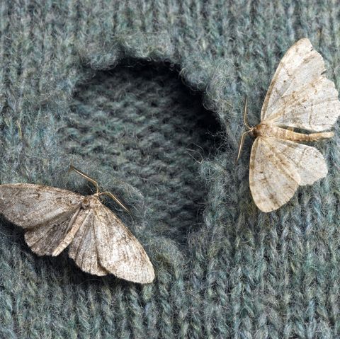 All You Need To Know About Clothes Moths