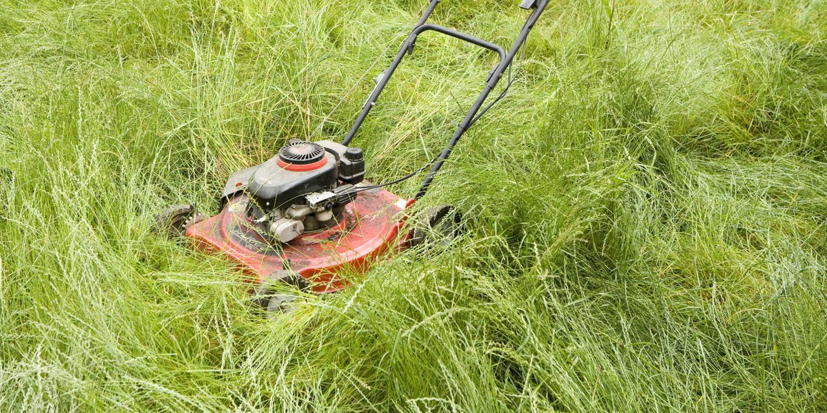 How to cut your grass for the first time in the year Lawn mowing tips