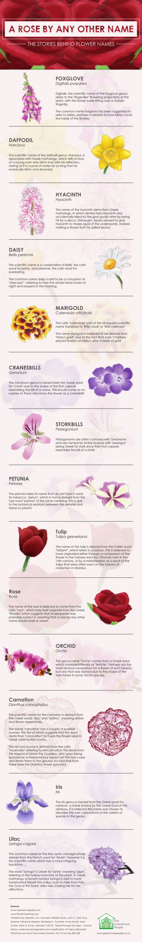 These are the meanings behind your favourite flower names