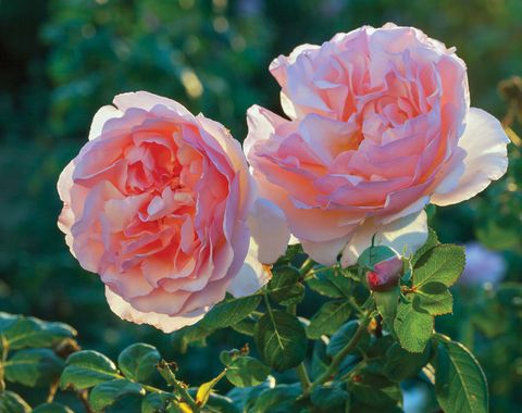 Flower, Garden roses, Flowering plant, Julia child rose, Rose, Petal, Floribunda, Rosa × centifolia, Plant, Rose family, 