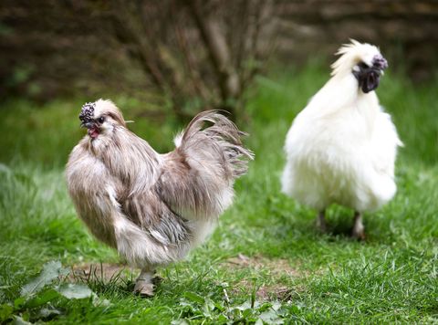 Best Chickens For First Time Flock Owners