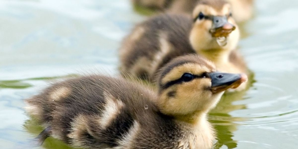 How to keep ducks - Duck keeping tips for beginners