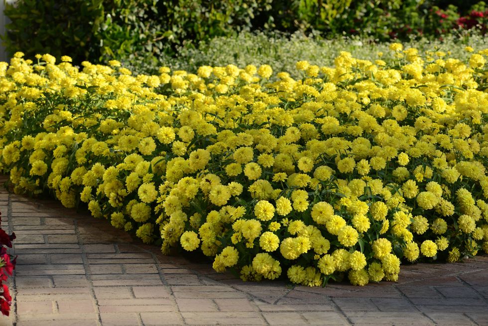 Yellow, Plant, Shrub, Garden, Flower, Botany, Flowering plant, Groundcover, Annual plant, Landscaping, 