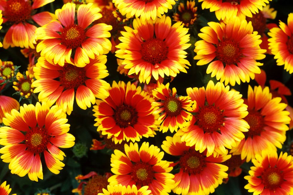 Petal, Yellow, Flower, Orange, Annual plant, Daisy family, Perennial plant, Pollen, Ice plant family, 