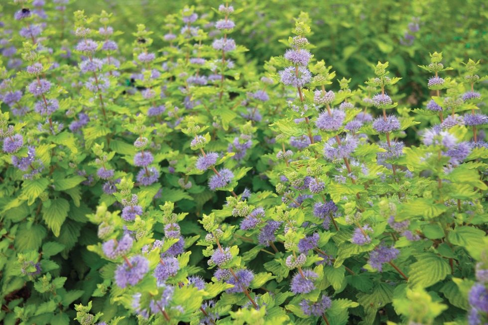 Blue, Plant, Flower, Purple, Flowering plant, Groundcover, Garden, Subshrub, Violet, Lavender, 