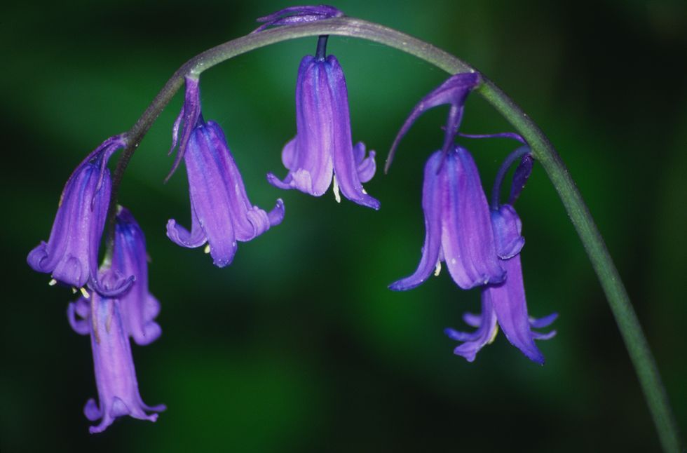 Close up of bluebell flower