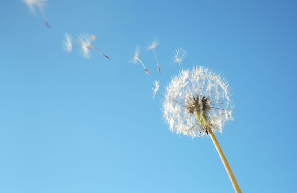 Dandelion's pollen in breeze against blue sky
