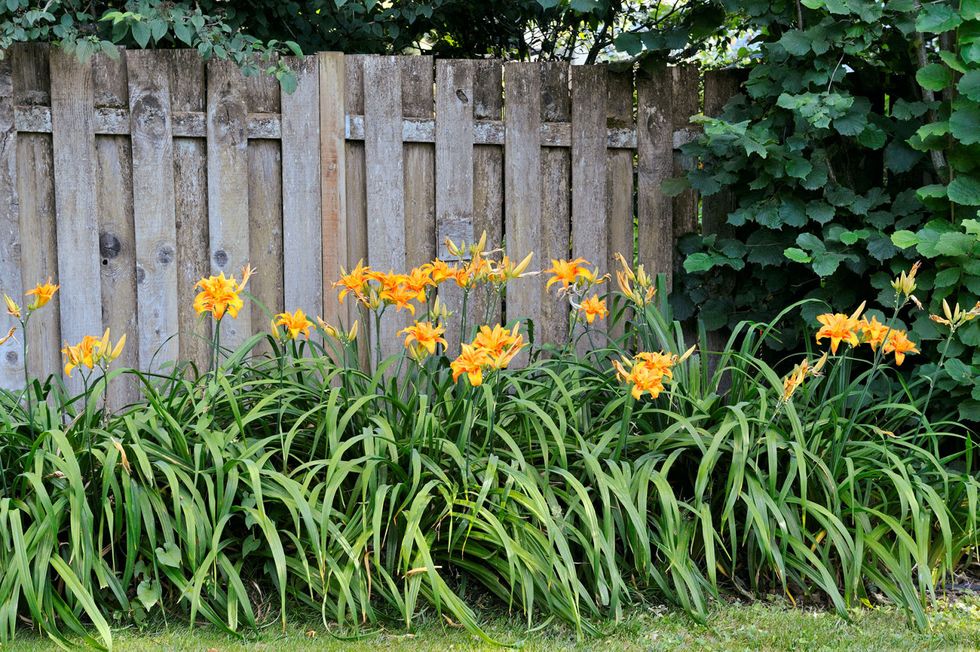 Plant, Shrub, Flower, Home fencing, Picket fence, Petal, Garden, Flowering plant, Groundcover, Grass family, 