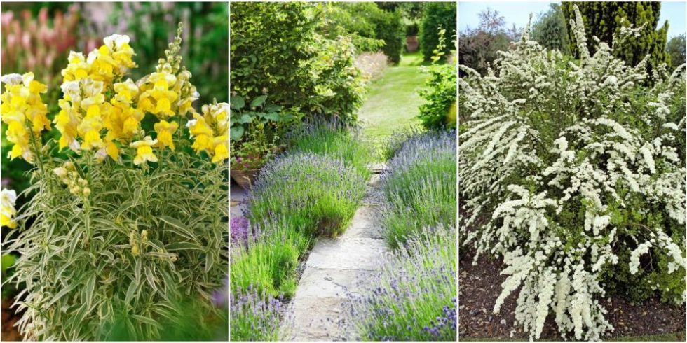 8 easy plants that are brilliant value for money