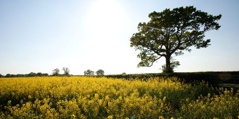 Kent countryside - field of yellow flowers and tree