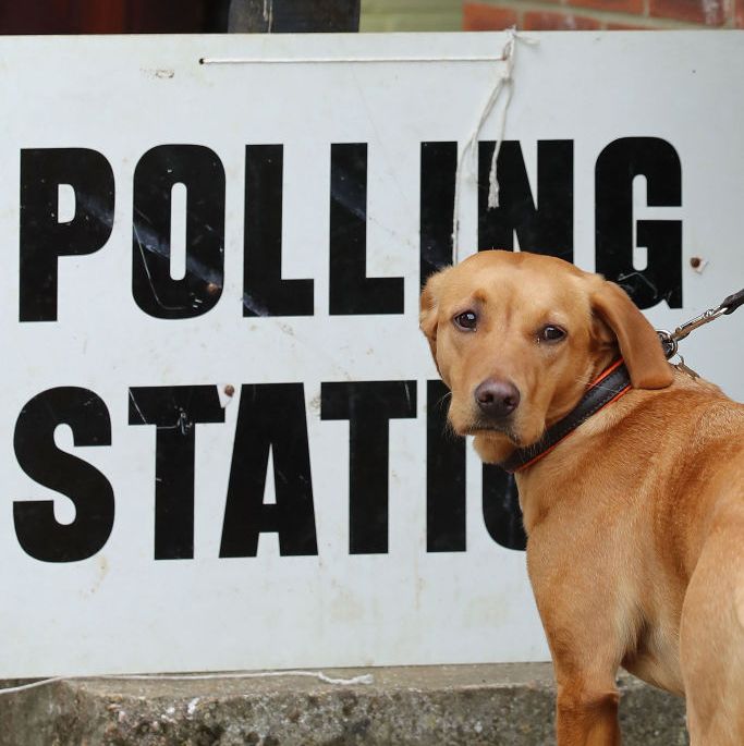 dog polling station voting
