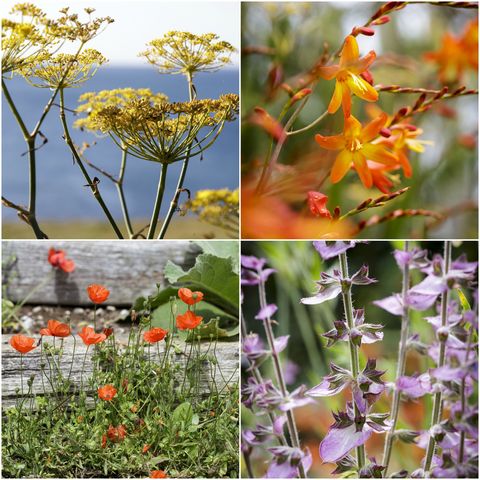 devon garden flowers colourful