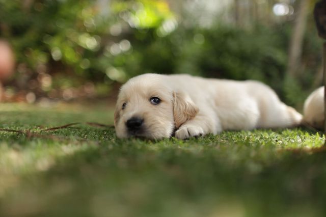 puppies-go-through-teenage-tantrums-too-study-reveals