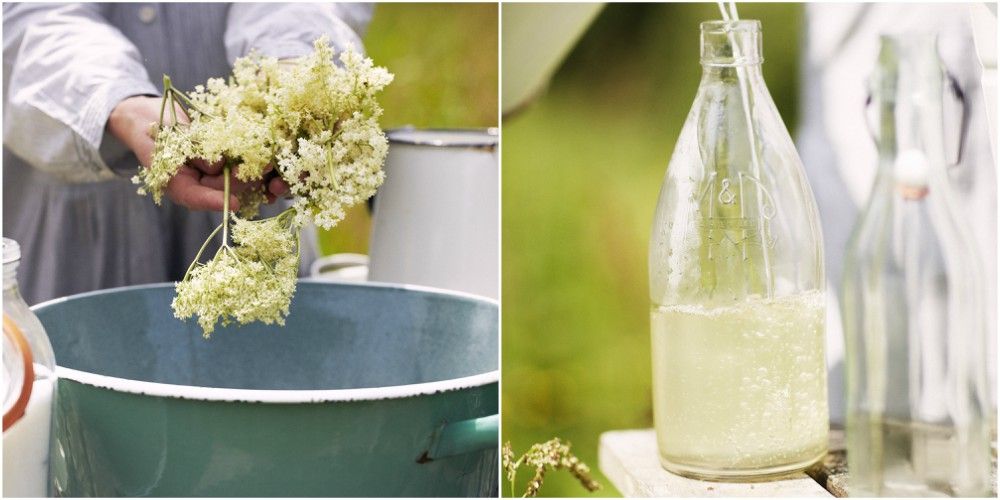 Elderflower cordial recipe, plus tips on the best time of day to pick elderflowers-image