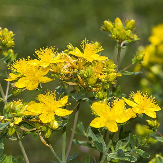 st johns wort anxiety herb