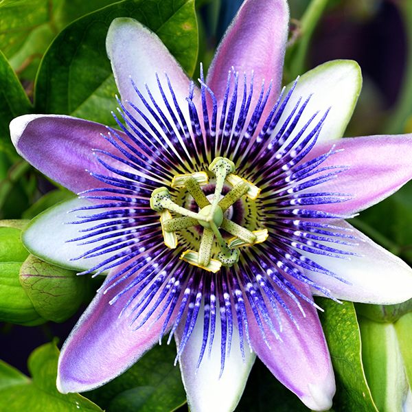 passionflower anxiety herb