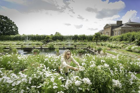 A gardener tends to flowers in the White Garden at Kensington Palace