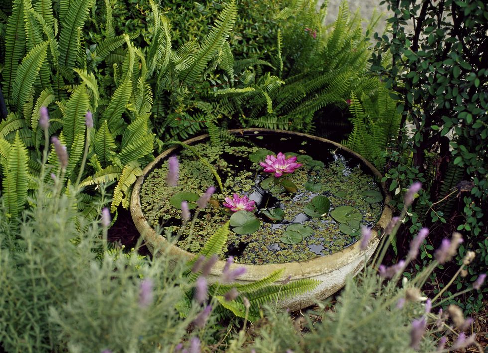 Small container pond in a garden with pink lilies: Water based plants in an earthenware bowl surrounded by lavender and evergreen