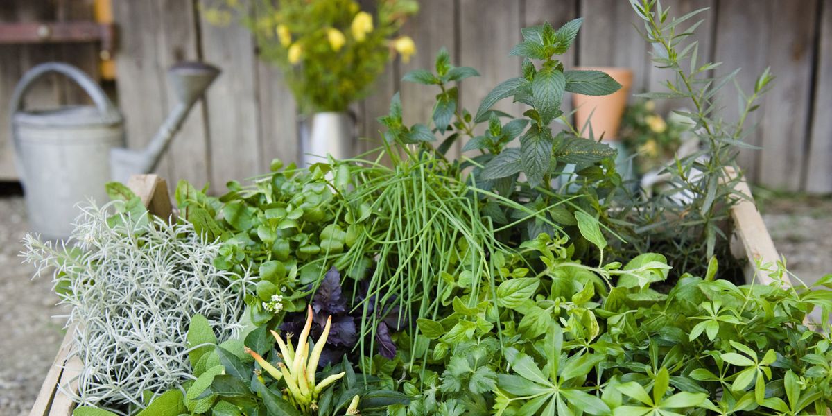 Herbs,Gardening.