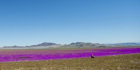 Grassland, Plain, Field, Steppe, Ecoregion, Natural environment, Sky, Prairie, Flower, Lavender, 