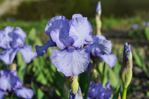 iris flower