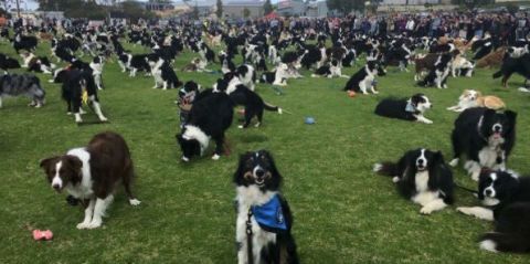 border collies dogs