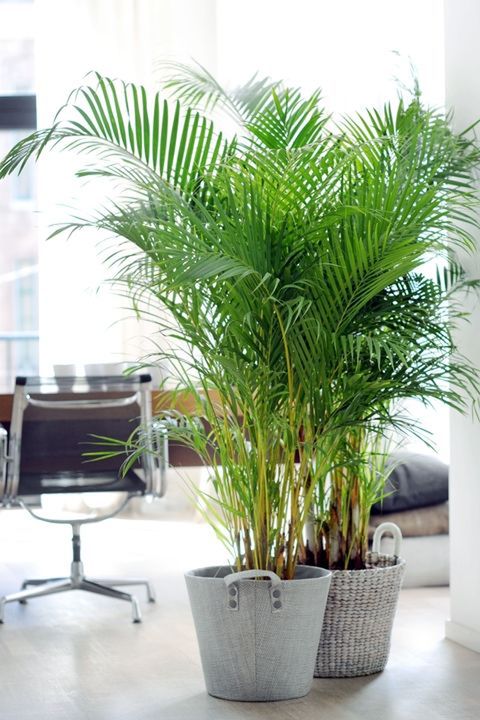 Plant, Tree, Houseplant, Flowerpot, Palm tree, Arecales, Leaf, Woody plant, Terrestrial plant, Botany, 