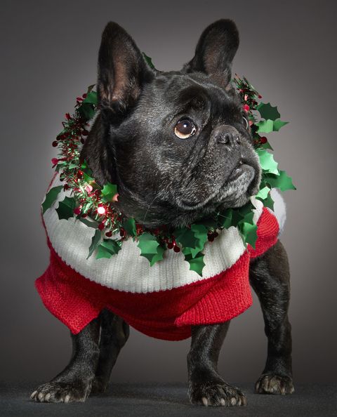 This ‘12 Dogs of Christmas’ gallery raising money for charity will melt