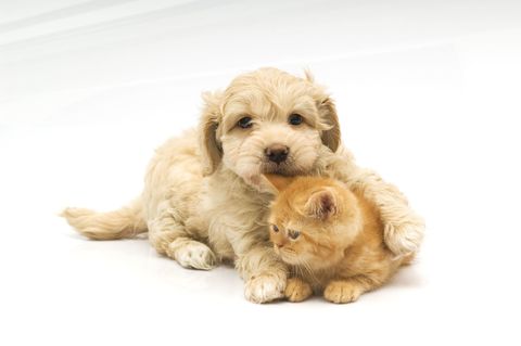 puppy and kitten cuddling
