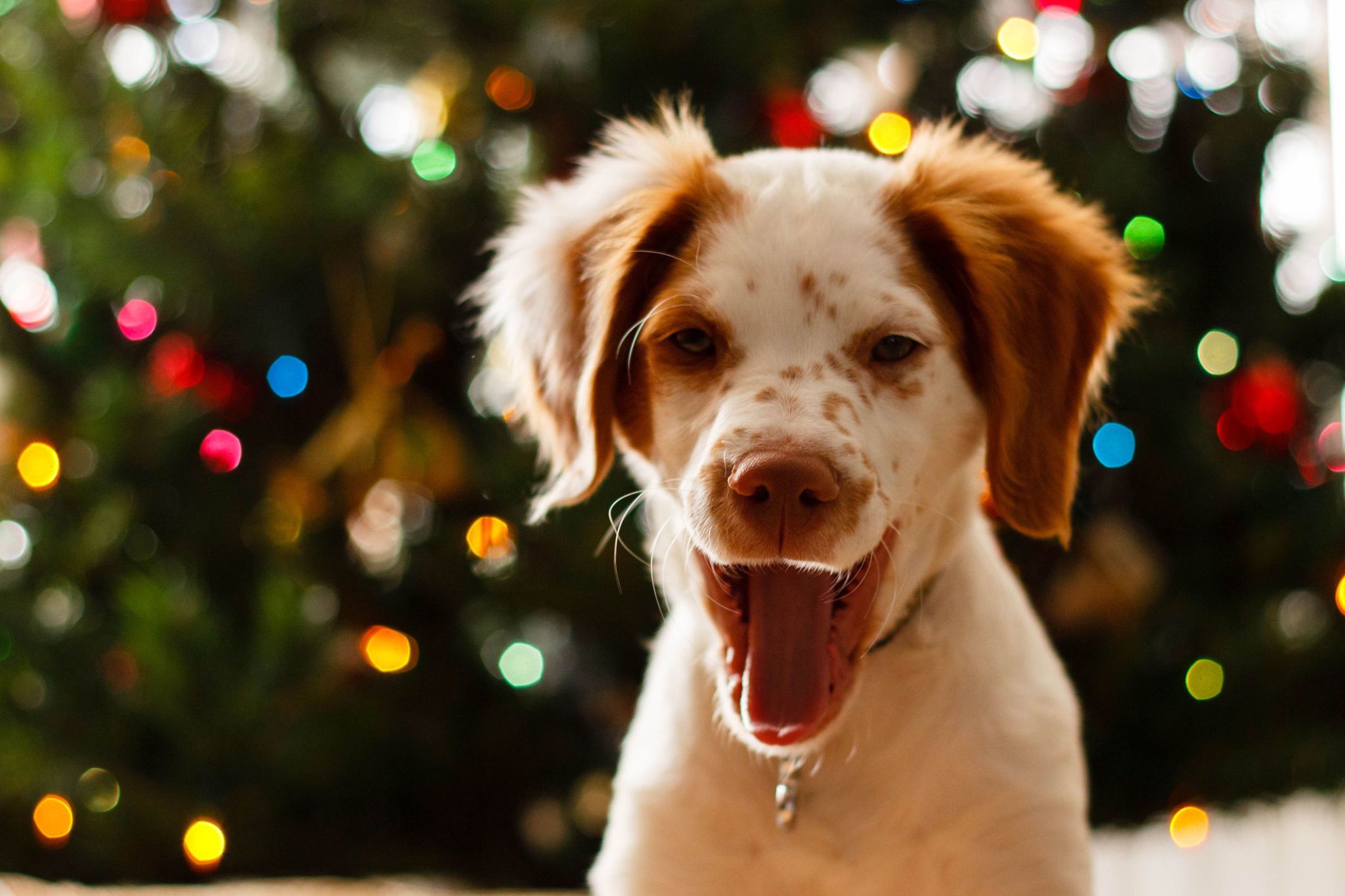 dog and owner christmas jumpers