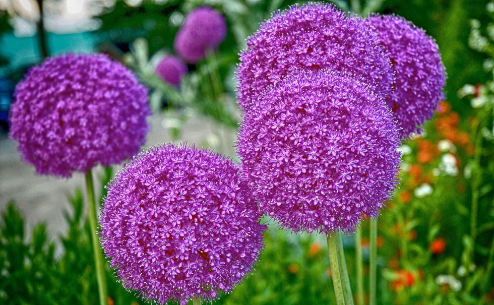 Tall purple allium flowers