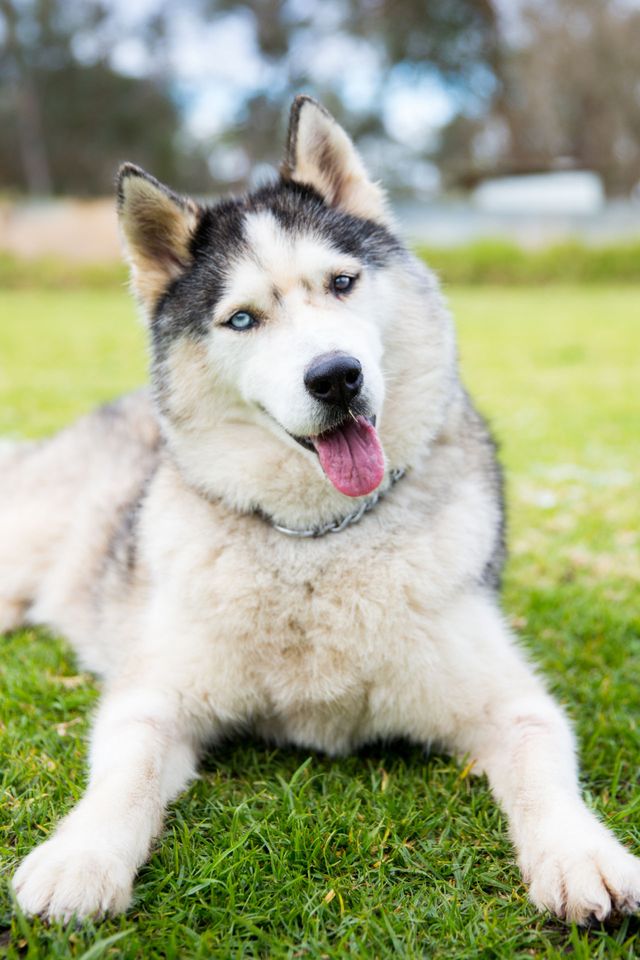 <p>Huskies are clever, happy, and responsive. They're friendly by nature but also very stubborn. This high-energy dog prefers to be outdoors. </p>