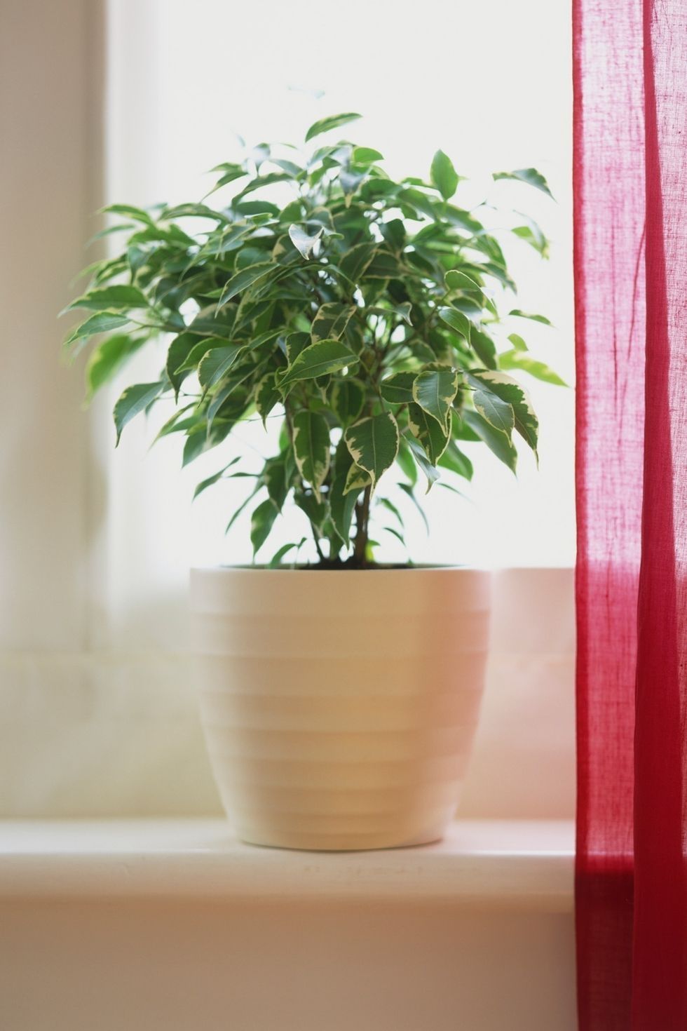<p><strong data-redactor-tag="strong" data-verified="redactor">Care level:</strong> Intermediate</p><p>Bright but indirect light is best for this plant, which people often put in common spaces of their homes, like the <a href="http://www.housebeautiful.com/lifestyle/gardening/a8439/houseplant-cheat-sheet/" data-href="http://www.housebeautiful.com/lifestyle/gardening/a8439/houseplant-cheat-sheet/" target="_blank">living room</a>. Water it every few days to keep the soil moist at all times. Since this plant is full and features many leaves, opt for a simple, white pot.<span data-redactor-tag="span" data-verified="redactor"></span></p><p><a href="https://www.amazon.co.uk/Ficus-benj-Kinky-Houseplant-Weeping/dp/B00VFV3NM0/ref=sr_1_7?s=outdoors&amp;ie=UTF8&amp;qid=1515603145&amp;sr=1-7&amp;keywords=Weeping+Fig" target="_blank" data-tracking-id="recirc-text-link"><strong data-redactor-tag="strong" data-verified="redactor">BUY NOW</strong></a></p>