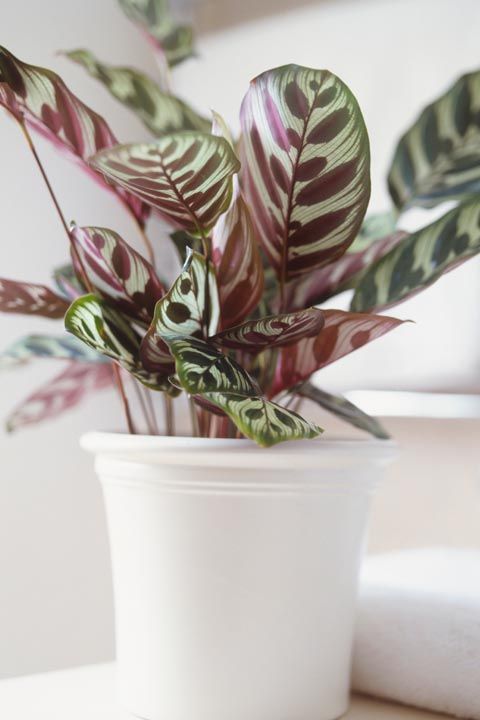 <p><strong data-redactor-tag="strong" data-verified="redactor">Care level:</strong> Easy<br></p><p>Go with indirect sunlight (too direct and the leaf colour will fade) and evenly moist soil that's not wet or dry. To show off the colourful leaves, choose a white pot for this plant.</p><p><a href="https://www.amazon.co.uk/Shadowplant-different-Plants-14cm-45-50cm/dp/B016S1ZK7C/ref=sr_1_8?s=outdoors&amp;ie=UTF8&amp;qid=1515603054&amp;sr=1-8&amp;keywords=Prayer+Plant" target="_blank" data-tracking-id="recirc-text-link"><strong data-redactor-tag="strong" data-verified="redactor">BUY NOW</strong></a></p>