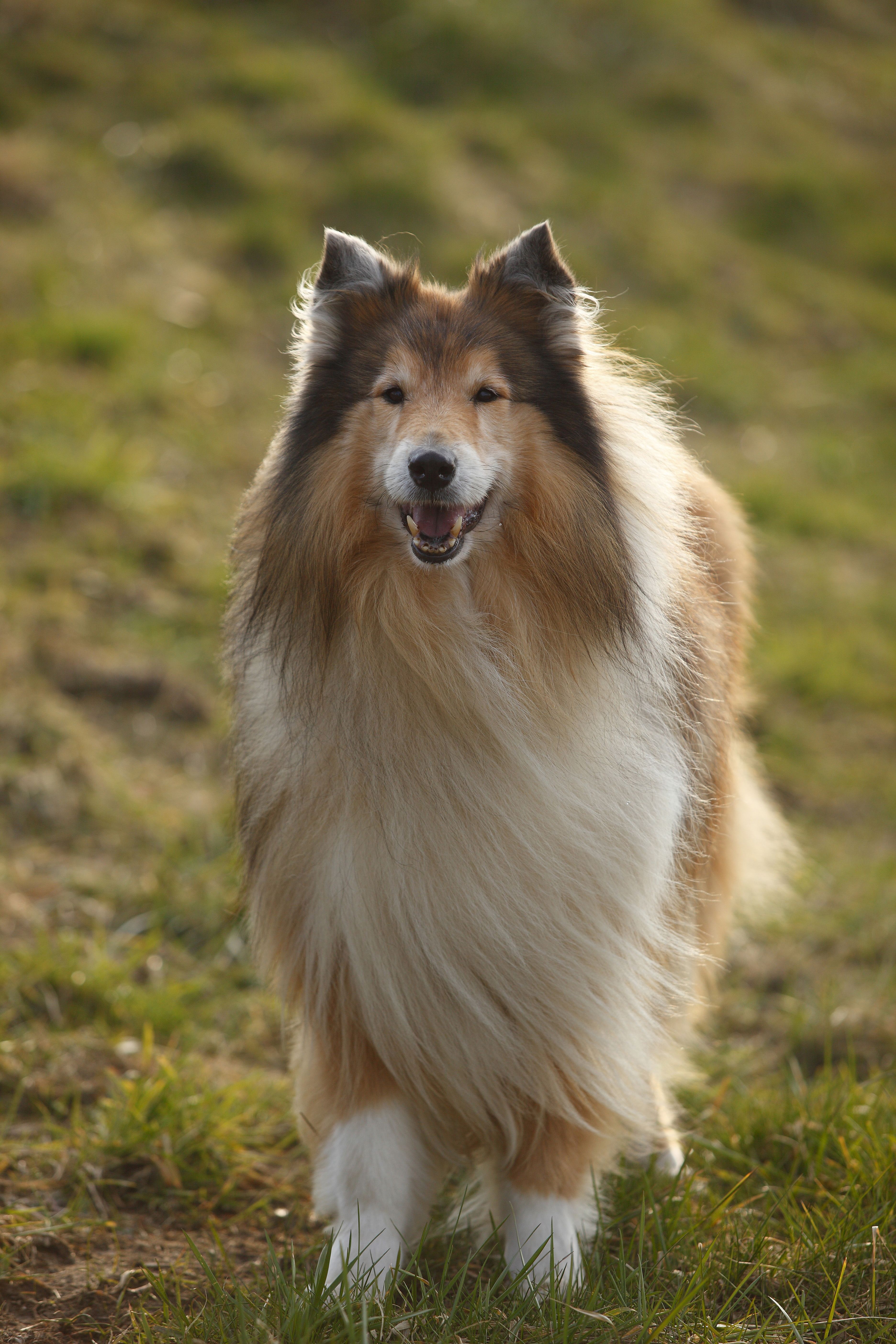 are collies nanny dogs