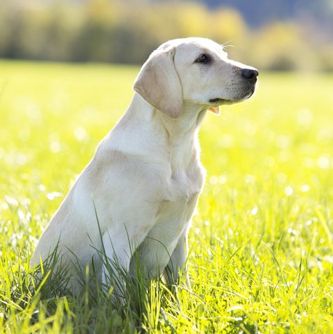 The 4 Greatest Canine Breeds For Individuals Who Stay Alone