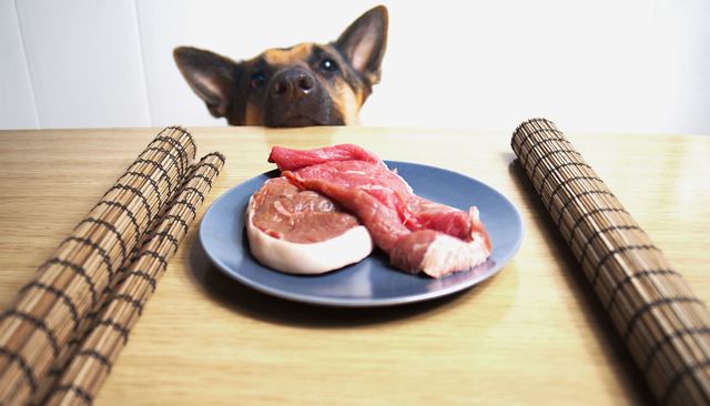dog in front of plate of raw meat