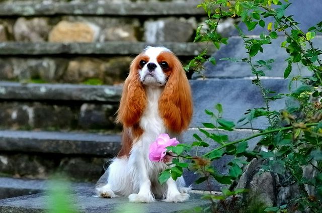 Cavalier King Charles Spaniel așezat pe scări